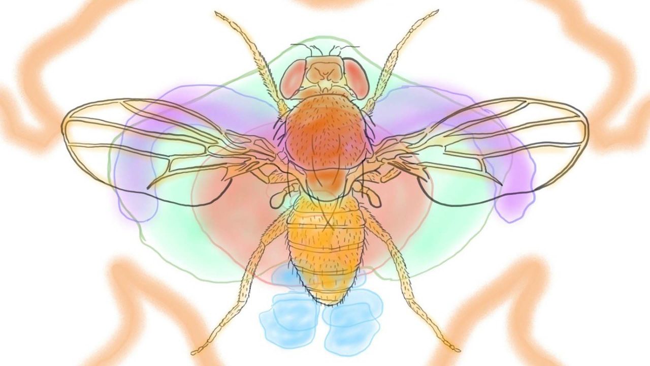 Drosophilia fruit fly illustration